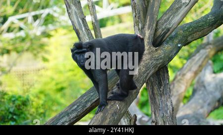 Celebes Crested Macaque arroccato su un ramo d'albero Foto Stock