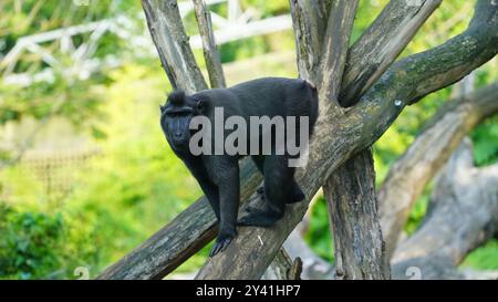 Celebes Crested Macaque arroccato su un ramo d'albero Foto Stock