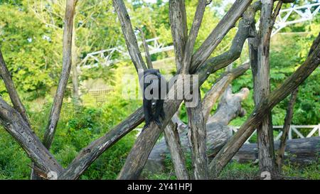 Celebes Crested Macaque arroccato su un ramo d'albero Foto Stock