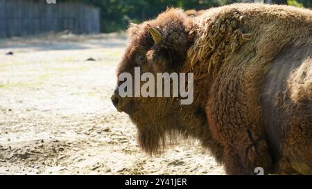 The Gentle Giant: Un primo piano di un bisonte europeo Foto Stock