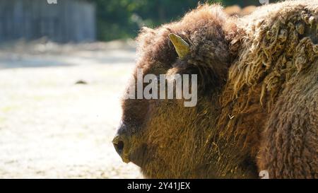 The Gentle Giant: Un primo piano di un bisonte europeo Foto Stock