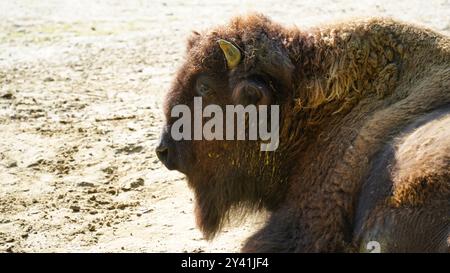 The Gentle Giant: Un primo piano di un bisonte europeo Foto Stock