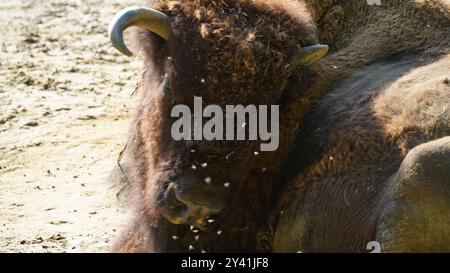 The Gentle Giant: Un primo piano di un bisonte europeo Foto Stock