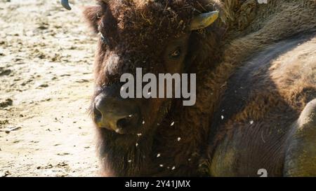 The Gentle Giant: Un primo piano di un bisonte europeo Foto Stock