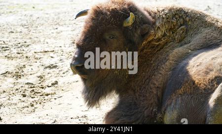 The Gentle Giant: Un primo piano di un bisonte europeo Foto Stock