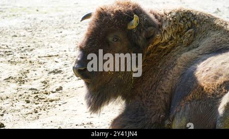 The Gentle Giant: Un primo piano di un bisonte europeo Foto Stock