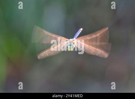 La libellula Green darner (Anax junius) si libra sulle paludi al mattino presto con ali retroilluminate, Galveston, Texas, Stati Uniti. Foto Stock