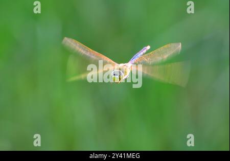 La libellula Green darner (Anax junius) si libra sulle praterie al mattino presto con ali retroilluminate, Galveston, Texas, Stati Uniti. Foto Stock