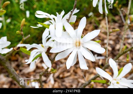 Magnolia Stellata (stella magnolia) o Magnolia kobus è una famiglia di Magnoliaceae. Foto Stock