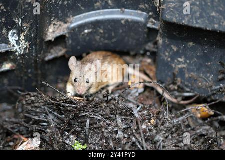 Un topo trovato in un composter da giardino. Foto Stock