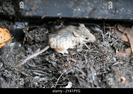 Un topo trovato in un composter da giardino. Foto Stock