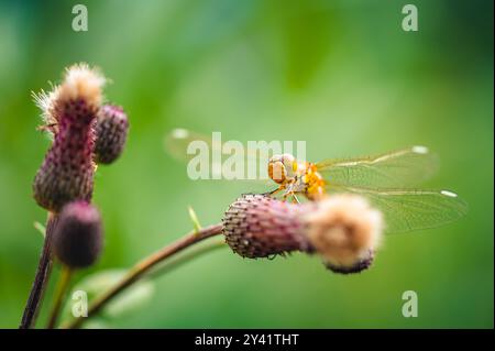 Una demoiselle a banda (Calopteryx Splendens) è vista riposare su una pianta in una vista ravvicinata e macro. Lo sfondo è di colore verde sfocato, evidenziando l'i Foto Stock