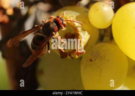 Una vespa mangia l'uva matura su un cespuglio Foto Stock