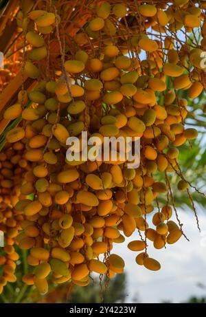 . Frutti di arancia della palma Phoenix canariensis Foto Stock