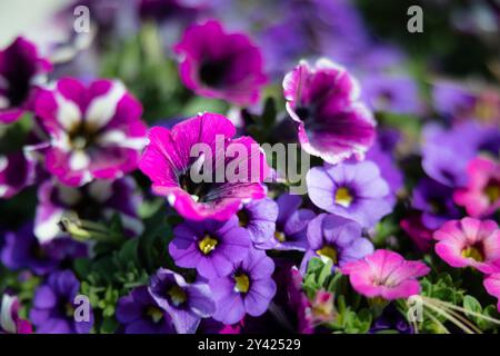 fotografia macro floreale di un giardino di petunie sullo sfondo della natura Foto Stock