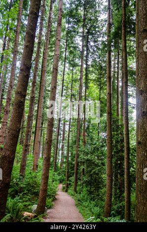 Un sentiero per passeggiate attraverso una folta pineta Foto Stock