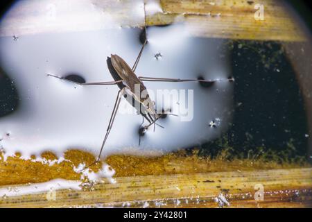 Kūdrinis čiuožikas Gerris lacustris famiglia Gerridae genere Gerris pattinatore comune dello stagno strider d'acqua natura selvaggia fotografia di insetti, foto, muro Foto Stock