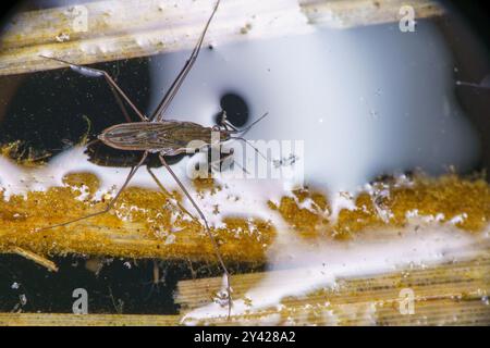 Kūdrinis čiuožikas Gerris lacustris famiglia Gerridae genere Gerris pattinatore comune dello stagno strider d'acqua natura selvaggia fotografia di insetti, foto, muro Foto Stock