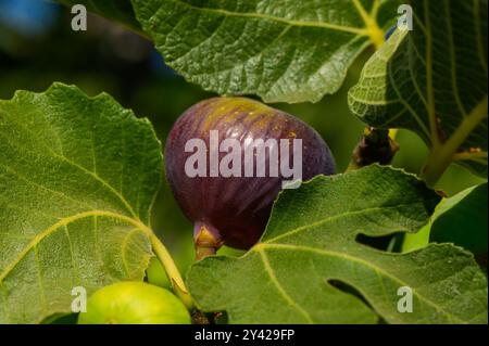 Primo piano di fichi immaturi (Ficus carica) che crescono sul ramo di un albero di fico Foto Stock