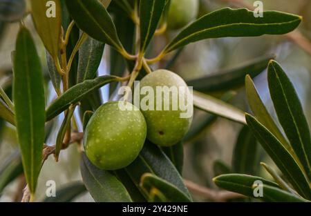 Olive verdi mature appese ai rami di un olivo Foto Stock