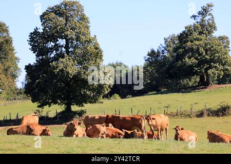 Uzerche, una piccola e autentica cittadina storica e turistica sulle rive del fiume Vézère nella campagna del Limousin nella Francia centro-occidentale, sul fiume Foto Stock