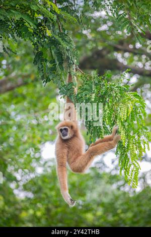 Il gibbone bianco (Hylobates lar) è un piccolo primate che abita gli alberi che si trova nel sud-est asiatico. Conosciuto per le sue lunghe braccia e la graziosa oscillazione. Foto Stock