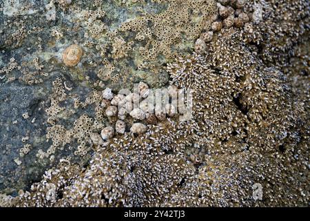 Conchiglie incastonate in pietra ed esposte dopo la bassa marea sulla costa del Golfo di Oman nella penisola arabica negli Emirati Arabi Uniti Foto Stock