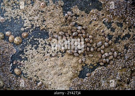 Conchiglie incastonate in pietra ed esposte dopo la bassa marea sulla costa del Golfo di Oman nella penisola arabica negli Emirati Arabi Uniti Foto Stock