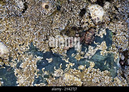 Conchiglie incastonate in pietra ed esposte dopo la bassa marea sulla costa del Golfo di Oman nella penisola arabica negli Emirati Arabi Uniti Foto Stock