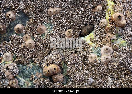 Conchiglie incastonate in pietra ed esposte dopo la bassa marea sulla costa del Golfo di Oman nella penisola arabica negli Emirati Arabi Uniti Foto Stock