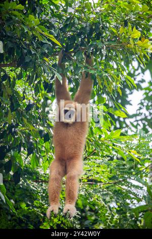 Il gibbone bianco (Hylobates lar) è un piccolo primate che abita gli alberi che si trova nel sud-est asiatico. Conosciuto per le sue lunghe braccia e la graziosa oscillazione. Foto Stock