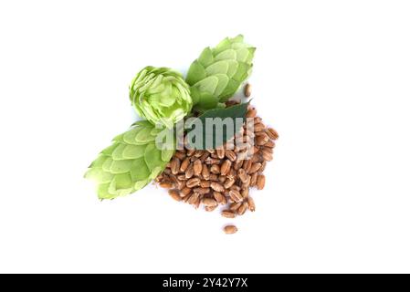 Coni di luppolo verde fresco e grani di grano con una foglia che simboleggia gli ingredienti della birra su sfondo bianco Foto Stock