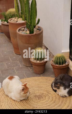 Nella medina fortificata della città di Essaouira sull'Oceano Atlantico in Marocco. Essaouira, regione Marrakech-Safi, provincia di Essaouira, Marocco, Nort Foto Stock