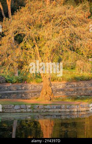 Vicino al lago ai Giardini Botanici di Brisbane, Mount Coot-tha. Cinquantantasei ettari di giardini botanici subtropicali con piante e fauna locali ed esotiche Foto Stock