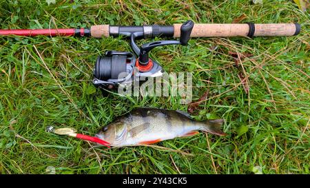 Pesce persico d'acqua dolce agganciato all'esca rotante, pesca, cattura e rilascio, animali e fauna selvatica, sfondo naturale Foto Stock