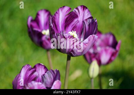 Tulipani in mostra al Keukenhof Tulip Gardens, Paesi Bassi, UE, con motivo viola Rembrandt "Tulipa Columbine Foliage variegated". Foto Stock