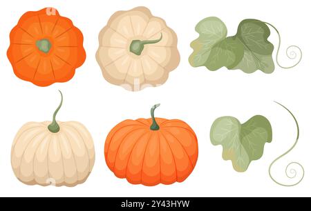 Illustrazione di zucche vettoriali e foglie, grafica clipart vegetale autunnale Foto Stock