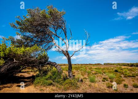 Albero piegato dal vento con cielo blu e distese nel parco naturale di Premantura in Croazia Foto Stock