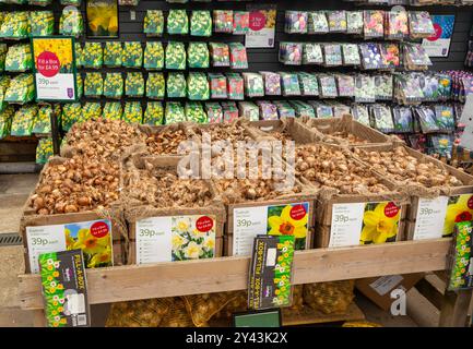 Selezione di lampadine a narcisi in esposizione, Notcutts Garden Center, Woodbridge, Suffolk, Inghilterra, REGNO UNITO Foto Stock