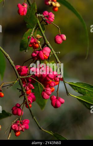 Euonymus europaeus frutti autunnali a maturazione capsulare a fusello comune europeo, colori rosso-viola o rosa con semi d'arancio, foglie autunnali colorate. Foto Stock