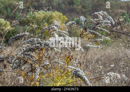 Semi con palle di soffiaggio di canna dorata - pianta selvatica Solidago canadensis in autunno. Foto Stock