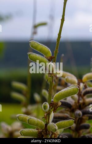 Grandi cialde di semi di lupino lievitato - nome latino - Lupinus polyphyllus. Foto Stock