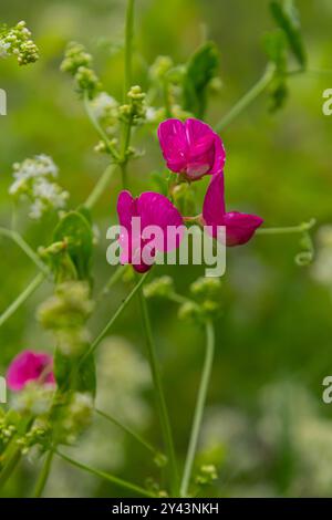 I fiori di Vicia sativa fioriscono nel campo. Foto Stock