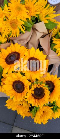 Girasoli di colore giallo brillante con centri scuri, avvolti in carta Foto Stock