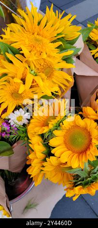 Mazzi di girasoli giallo brillante avvolti in carta marrone Foto Stock