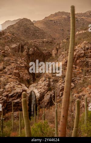 Paesaggio verticale di Tucson nel deserto di Sonora Foto Stock