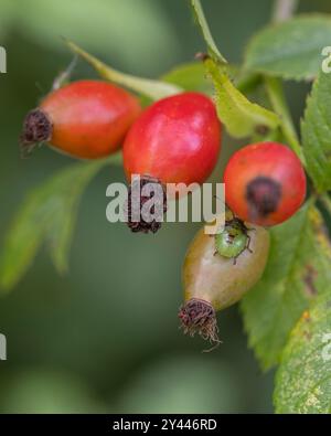Primo piano di rosa rossa fianchi con uno scarabeo verde in autunno Foto Stock