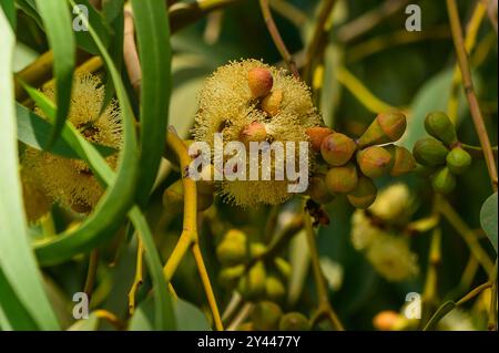 . Scarabeo affettato di frutta sui fiori del fiume Red Gum Foto Stock