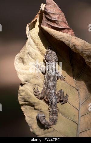 Geco volante nascosto su una foglia Foto Stock