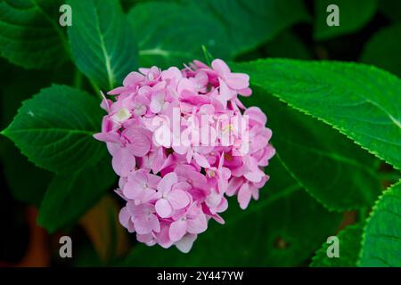 Primo piano di fiori di Ortensia rosa in giardino Foto Stock